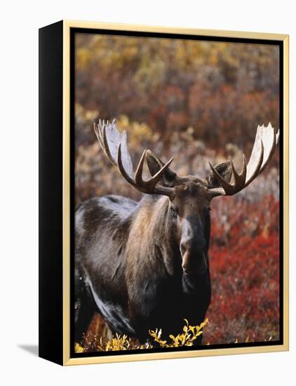 Bull Moose in Tundra, Denali National Park, Alaska, USA-Hugh Rose-Framed Premier Image Canvas