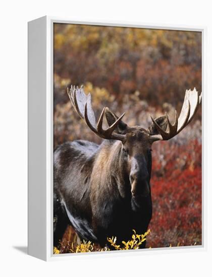 Bull Moose in Tundra, Denali National Park, Alaska, USA-Hugh Rose-Framed Premier Image Canvas