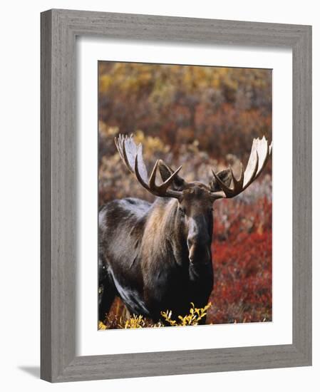 Bull Moose in Tundra, Denali National Park, Alaska, USA-Hugh Rose-Framed Photographic Print