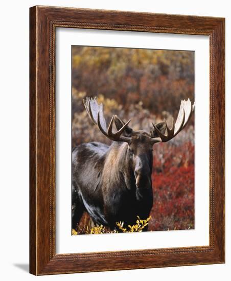 Bull Moose in Tundra, Denali National Park, Alaska, USA-Hugh Rose-Framed Photographic Print