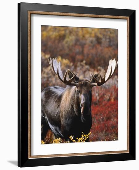 Bull Moose in Tundra, Denali National Park, Alaska, USA-Hugh Rose-Framed Photographic Print