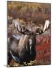 Bull Moose in Tundra, Denali National Park, Alaska, USA-Hugh Rose-Mounted Photographic Print