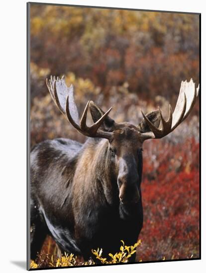 Bull Moose in Tundra, Denali National Park, Alaska, USA-Hugh Rose-Mounted Photographic Print