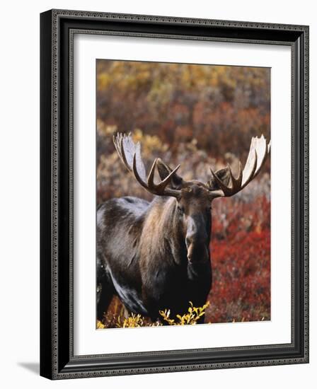 Bull Moose in Tundra, Denali National Park, Alaska, USA-Hugh Rose-Framed Photographic Print