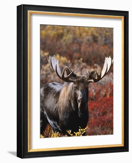 Bull Moose in Tundra, Denali National Park, Alaska, USA-Hugh Rose-Framed Photographic Print