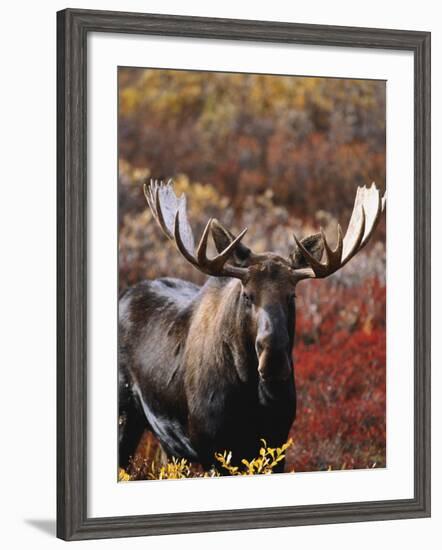 Bull Moose in Tundra, Denali National Park, Alaska, USA-Hugh Rose-Framed Photographic Print