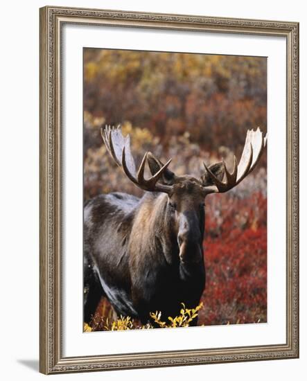 Bull Moose in Tundra, Denali National Park, Alaska, USA-Hugh Rose-Framed Photographic Print