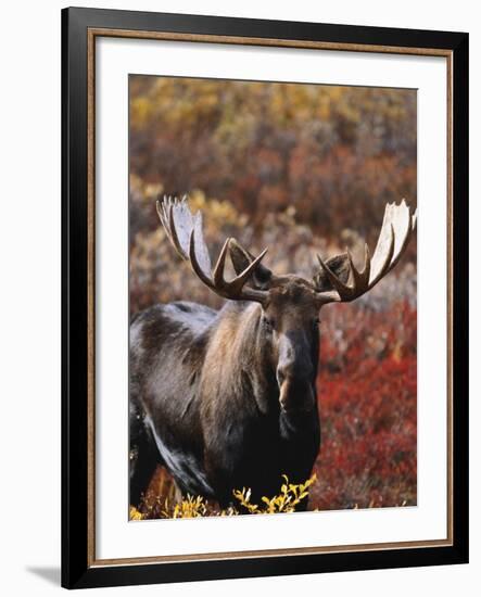 Bull Moose in Tundra, Denali National Park, Alaska, USA-Hugh Rose-Framed Photographic Print