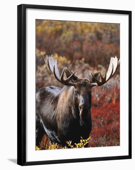 Bull Moose in Tundra, Denali National Park, Alaska, USA-Hugh Rose-Framed Photographic Print