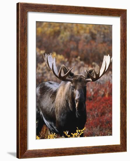 Bull Moose in Tundra, Denali National Park, Alaska, USA-Hugh Rose-Framed Photographic Print