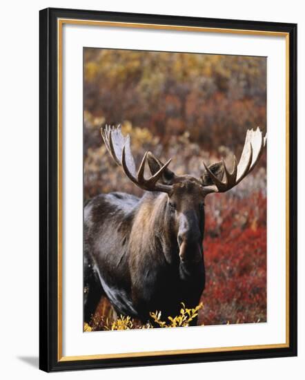 Bull Moose in Tundra, Denali National Park, Alaska, USA-Hugh Rose-Framed Photographic Print