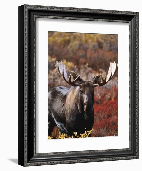 Bull Moose in Tundra, Denali National Park, Alaska, USA-Hugh Rose-Framed Photographic Print