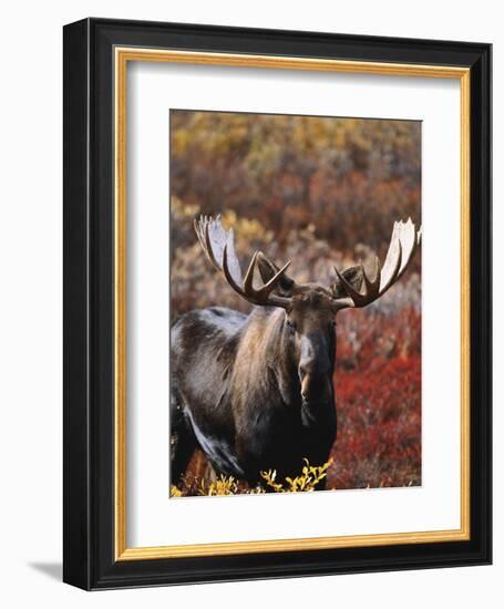 Bull Moose in Tundra, Denali National Park, Alaska, USA-Hugh Rose-Framed Photographic Print