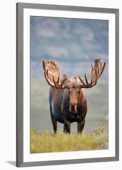 Bull Moose in Tundra Willows, Denali National Park, Alaska-Hugh Rose-Framed Giclee Print
