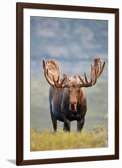 Bull Moose in Tundra Willows, Denali National Park, Alaska-Hugh Rose-Framed Giclee Print