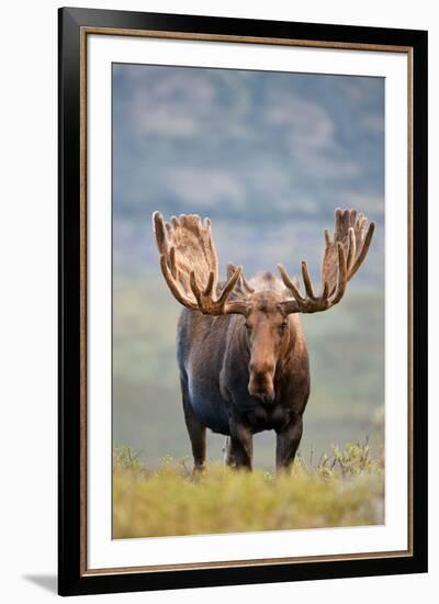 Bull Moose in Tundra Willows, Denali National Park, Alaska-Hugh Rose-Framed Giclee Print