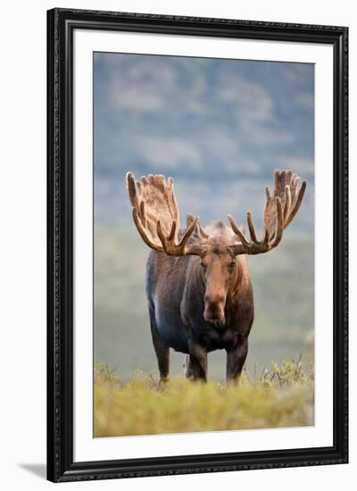 Bull Moose in Tundra Willows, Denali National Park, Alaska-Hugh Rose-Framed Giclee Print