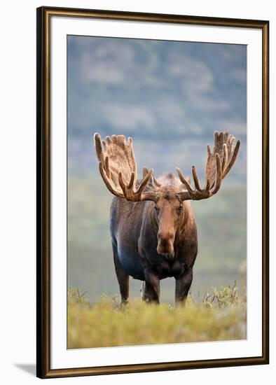 Bull Moose in Tundra Willows, Denali National Park, Alaska-Hugh Rose-Framed Giclee Print