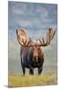 Bull Moose in Tundra Willows, Denali National Park, Alaska-Hugh Rose-Mounted Giclee Print