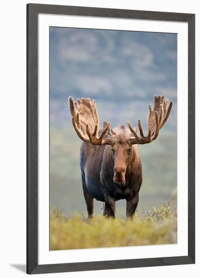 Bull Moose in Tundra Willows, Denali National Park, Alaska-Hugh Rose-Framed Giclee Print