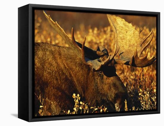 Bull Moose Standing Amongst Willow Bushes, Denali National Park, Alaska, USA-Hugh Rose-Framed Premier Image Canvas