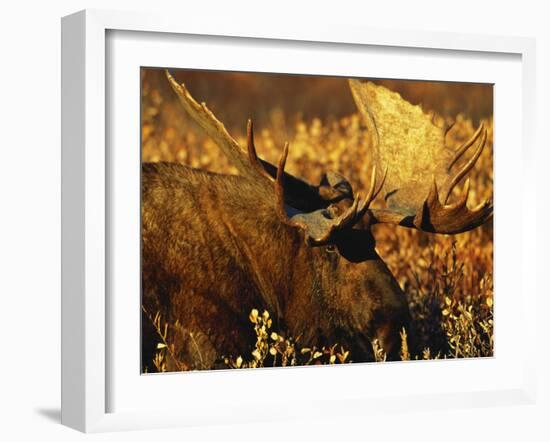 Bull Moose Standing Amongst Willow Bushes, Denali National Park, Alaska, USA-Hugh Rose-Framed Photographic Print