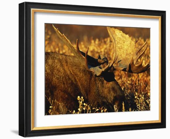 Bull Moose Standing Amongst Willow Bushes, Denali National Park, Alaska, USA-Hugh Rose-Framed Photographic Print