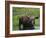 Bull Moose Standing in Tundra Pond, Denali National Park, Alaska, USA-Hugh Rose-Framed Photographic Print