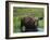 Bull Moose Standing in Tundra Pond, Denali National Park, Alaska, USA-Hugh Rose-Framed Photographic Print