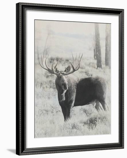 Bull Moose - Vintage-Wink Gaines-Framed Giclee Print