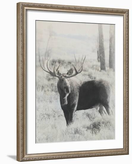 Bull Moose - Vintage-Wink Gaines-Framed Giclee Print