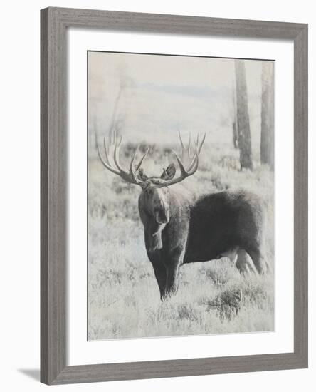 Bull Moose - Vintage-Wink Gaines-Framed Giclee Print