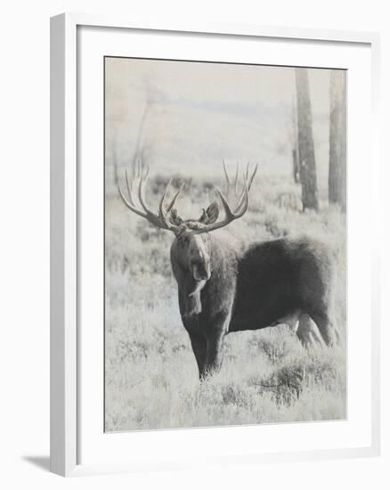 Bull Moose - Vintage-Wink Gaines-Framed Giclee Print