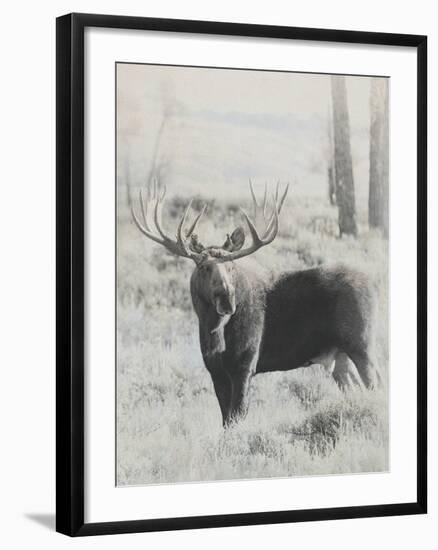 Bull Moose - Vintage-Wink Gaines-Framed Giclee Print