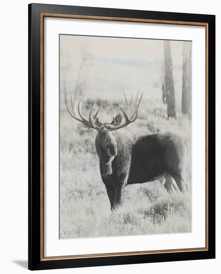 Bull Moose - Vintage-Wink Gaines-Framed Giclee Print