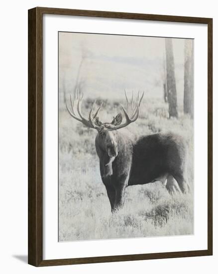 Bull Moose - Vintage-Wink Gaines-Framed Giclee Print