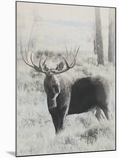 Bull Moose - Vintage-Wink Gaines-Mounted Giclee Print