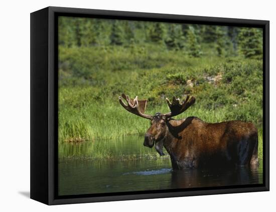 Bull Moose Wading in Tundra Pond, Denali National Park, Alaska, USA-Hugh Rose-Framed Premier Image Canvas