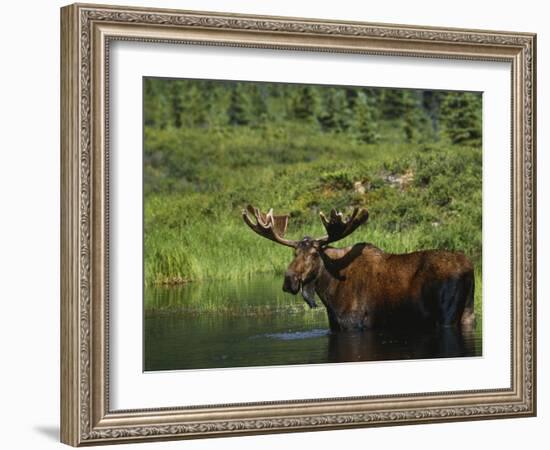 Bull Moose Wading in Tundra Pond, Denali National Park, Alaska, USA-Hugh Rose-Framed Photographic Print