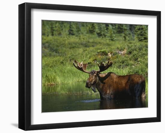 Bull Moose Wading in Tundra Pond, Denali National Park, Alaska, USA-Hugh Rose-Framed Photographic Print