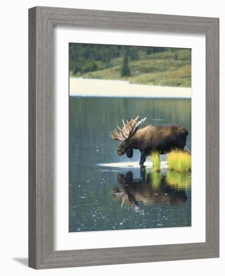 Bull Moose Wading in Tundra Pond, Denali National Park, Alaska, USA-Hugh Rose-Framed Photographic Print