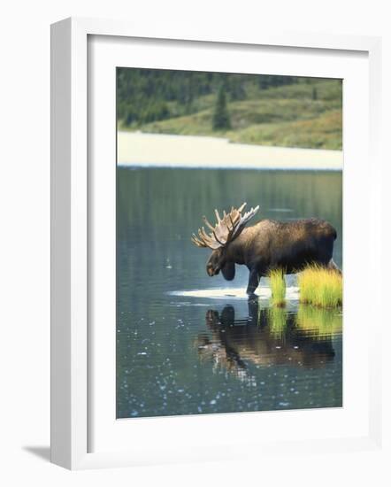 Bull Moose Wading in Tundra Pond, Denali National Park, Alaska, USA-Hugh Rose-Framed Photographic Print