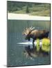 Bull Moose Wading in Tundra Pond, Denali National Park, Alaska, USA-Hugh Rose-Mounted Photographic Print