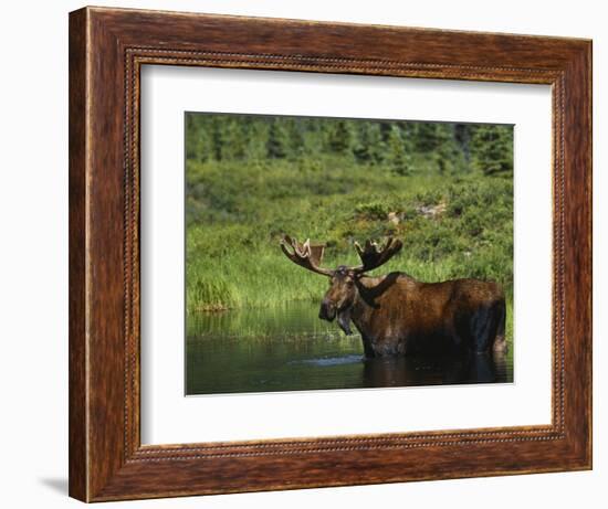 Bull Moose Wading in Tundra Pond, Denali National Park, Alaska, USA-Hugh Rose-Framed Photographic Print