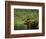 Bull Moose Wading in Tundra Pond, Denali National Park, Alaska, USA-Hugh Rose-Framed Photographic Print