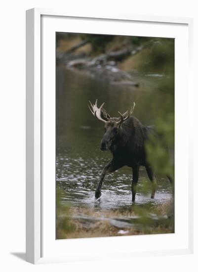 Bull Moose Walking in River-DLILLC-Framed Photographic Print