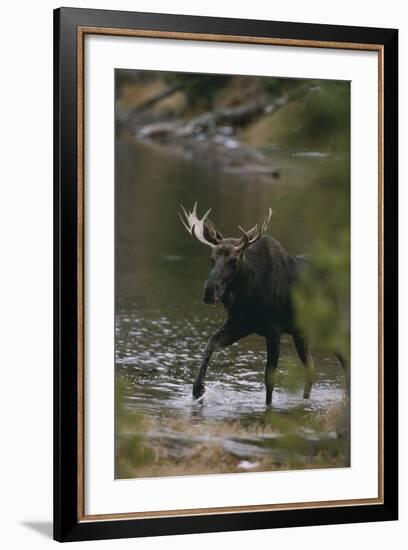 Bull Moose Walking in River-DLILLC-Framed Photographic Print