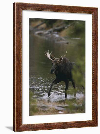 Bull Moose Walking in River-DLILLC-Framed Photographic Print