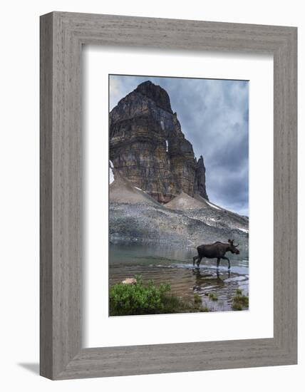 Bull Moose Walking Through Sunburst Lake, Assiniboine Provincial Park-Howie Garber-Framed Photographic Print