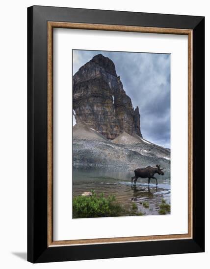 Bull Moose Walking Through Sunburst Lake, Assiniboine Provincial Park-Howie Garber-Framed Photographic Print